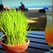 Dinner on the beach